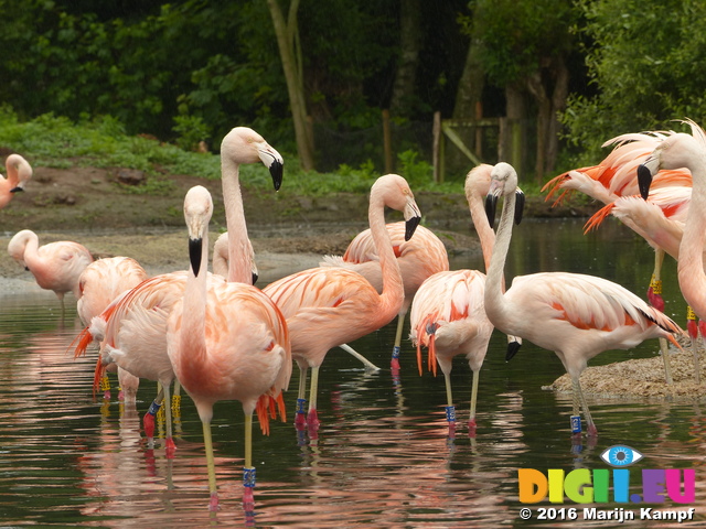 FZ029797 Chilean flamingos (Phoenicopterus chilensis)